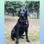 International Dog Day 2023