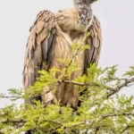 indian bird