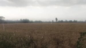 Punjab Weather: पंजाब में फिर बदला मौसम, आज और कल आंधी के साथ होगी बारिश; ओलावृष्टि का ऑरेंज अलर्ट